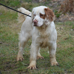 Clumber spaniel - 8 month old